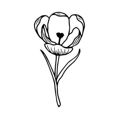 Çiçek ikonu. Lale vektörünün taslağı. izole edilmiş sınır çizimi