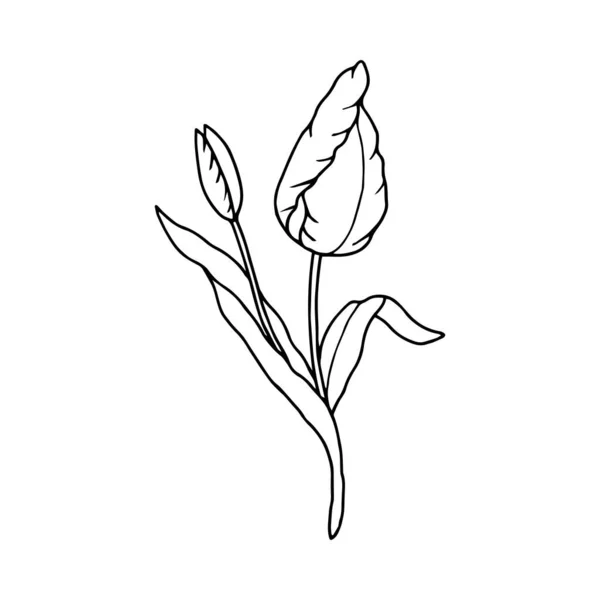 Ícone Flor Esboço Ilustração Vetor Tulipa Desenho Contorno Isolado — Vetor de Stock
