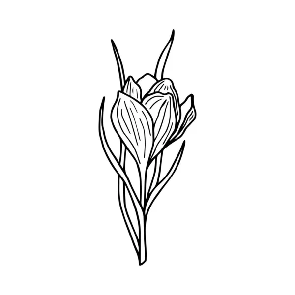 Ikona Květiny Ilustrace Vektoru Tulipánů Izolovaný Výkres Obrysu — Stockový vektor