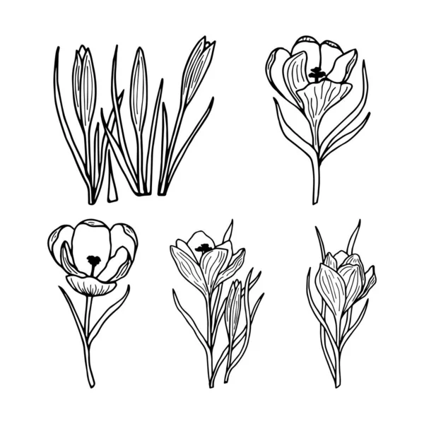 一组病媒手绘花 黑白插图 — 图库矢量图片