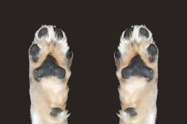 Köpeğin pençeleri büyüktür. Kafkas çoban köpeği, beş yaşında.. 