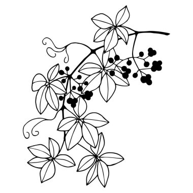 Bir dal yabani üzüm. Vektör hisse senedi çizimi E10. Beyaz arkaplanda izole et, taslak, el çizimi.