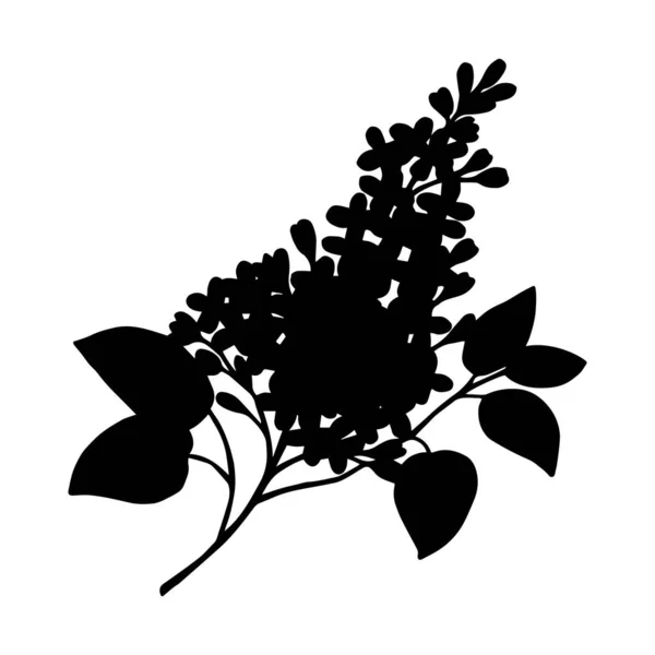 Flieder Blühender Zweig Silhouette Vektoraktienillustration Eps10 Isoliert Auf Weißem Hintergrund — Stockvektor