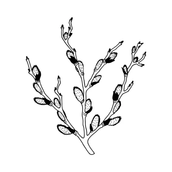 Branche Saule Fleurs Illustration Vectorielle Eps10 Isoler Sur Fond Blanc — Image vectorielle