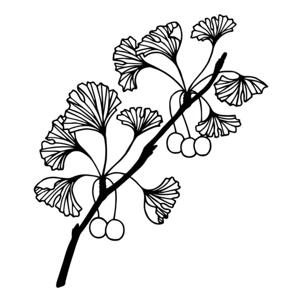 Branche Ginkgo Illustration Vectorielle Eps10 Isoler Sur Fond Blanc Contour — Image vectorielle