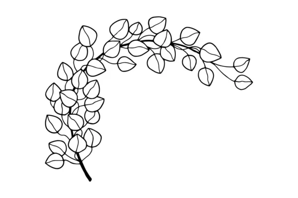 ユーカリの枝 ベクターストックイラストEps10 白の背景 手描きで分離 — ストックベクタ