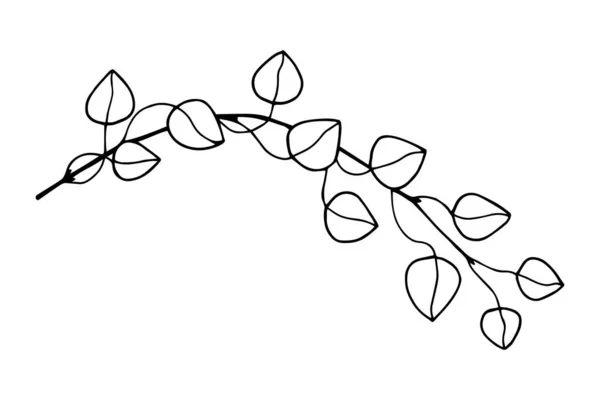 Branche Eucalyptus Illustration Vectorielle Eps10 Isoler Sur Fond Blanc Contour — Image vectorielle