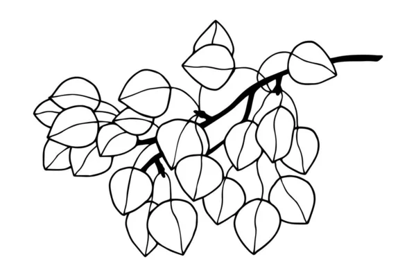 Branche Eucalyptus Illustration Vectorielle Eps10 Isoler Sur Fond Blanc Contour — Image vectorielle