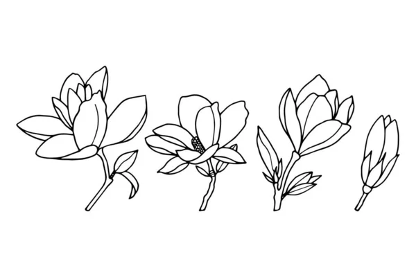 Векторная Иллюстрация Красивых Цветков Ботанического Сада — стоковый вектор