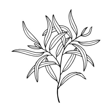 Yapraklı söğüt ağacı dalı. Vektör hisse senedi çizimi E10. Beyaz arkaplanda izole et, taslak, el çizimi.