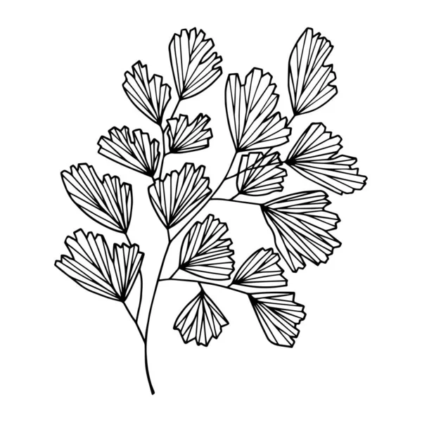 Plante Vénus Volos Illustration Vectorielle Eps10 Plan Dessin Main Isoler — Image vectorielle