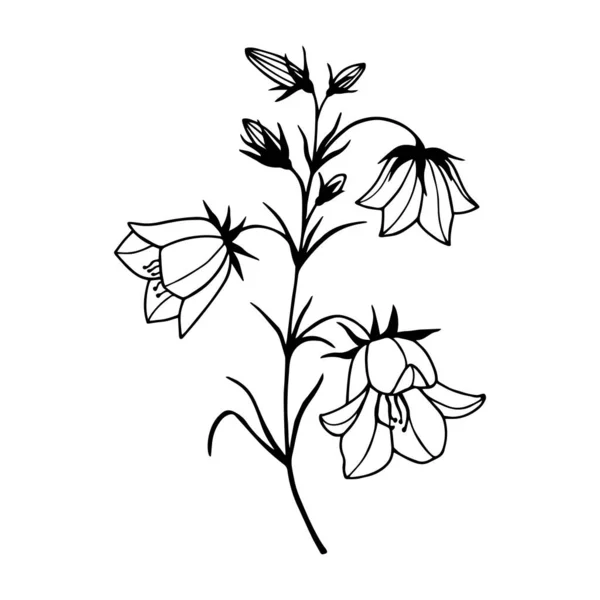 Flowers Field Bells Vector Stock Illustration Eps10 Outline Hand Drawing —  Vetores de Stock