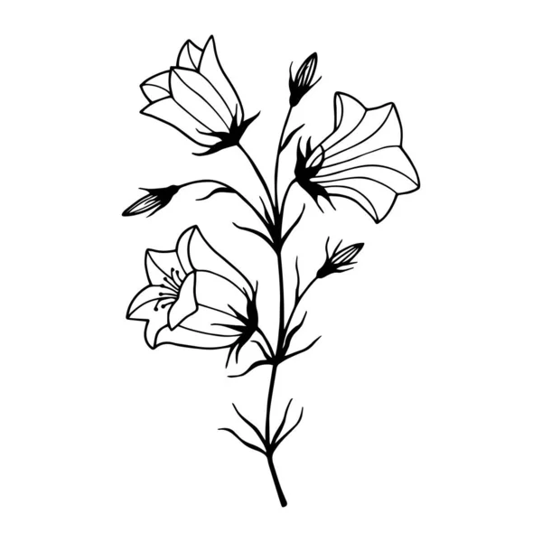 Blommor Fältklockor Vektor Stock Illustration Eps10 Kontur Handritning Isolera Vit — Stock vektor