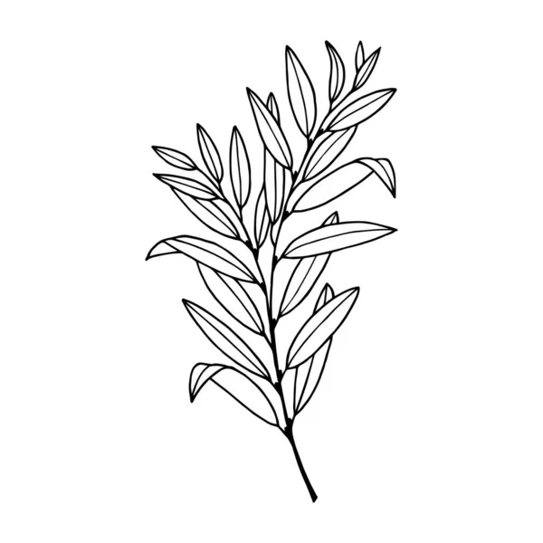 Cabang Pohon Willow Dengan Daun Ilustrasi Saham Vektor Eps10 Terisolasi - Stok Vektor