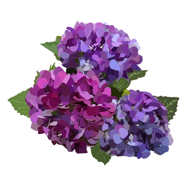 Bouquet Hydrangea Flowers Stock Vector Illustration Eps10 Isolate White Background — ストックベクタ