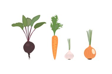 Sebze takımı. Pancar, havuç, sarımsak, soğan. Stok vektör illüstrasyonu 
