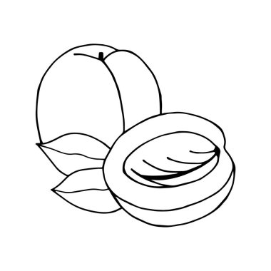 taze meyve vektörü illüstrasyon grafik tasarımı