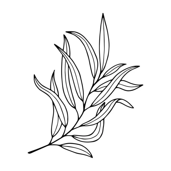 Folhas Tropicais Planta Ícone Vetor Ilustração Design — Vetor de Stock