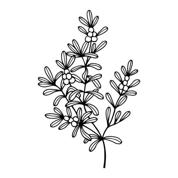 Vektorillustration Einer Schönen Botanischen Pflanze — Stockvektor