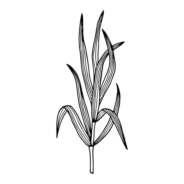 Векторная Иллюстрация Растений — стоковый вектор