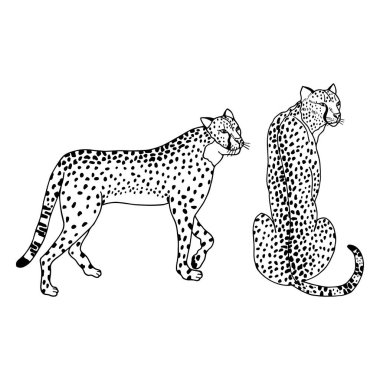 Çita leoparları hazır. Vektör hisse senedi çizimi. Beyaz arkaplanda izole et, taslak, el çizimi. 