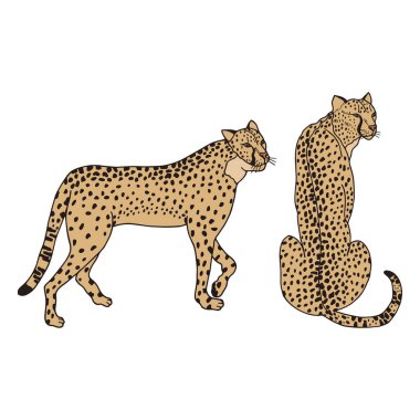 Çita hayvan seti. Vektör hisse senedi çizimi. Beyaz arkaplanda izole et, taslak, el çizimi.