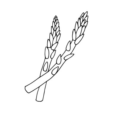 Kuşkonmaz. Vektör hisse senedi çizimi. Özet geç, beyaz arkaplanda izole et. El çizimi.