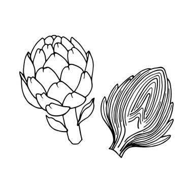 Enginar mı? Vektör hisse senedi çizimi. Özet geç, beyaz arkaplanda izole et. El çizimi.