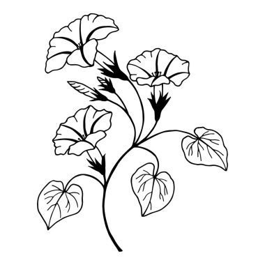 Ipomoea çiçekleri. Vektör hisse senedi çizimi. Özet geç, beyaz arkaplanda izole et. El çizimi.