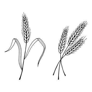 Dikenler, ekmek, buğday. Vektör hisse senedi çizimi. Özet geç, beyaz arkaplanda izole et. El çizimi.