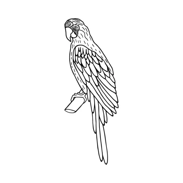 Loro Pájaro Ilustración Stock Vectorial Aislar Sobre Fondo Blanco Contorno — Archivo Imágenes Vectoriales