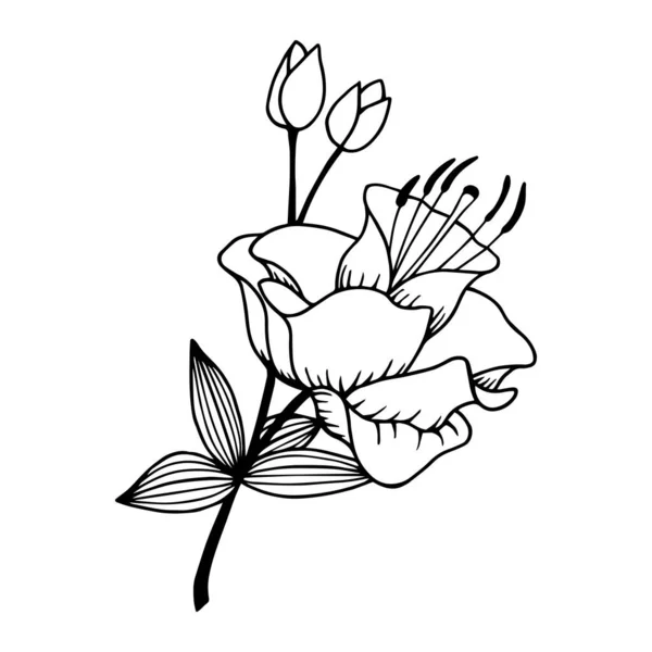 Flor Lily Apercot Ilustração Estoque Vetor Isolar Fundo Branco Contorno —  Vetores de Stock