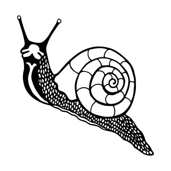 Escargot Illustration Vectorielle Décrivez Isolez Sur Fond Blanc Dessiné Main — Image vectorielle