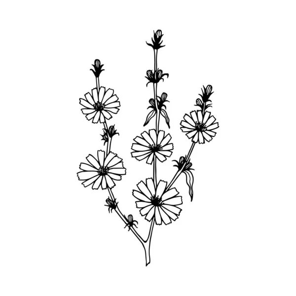 Цветы Цикория Иллюстрация Векторных Запасов Набросок Выделить Белом Фоне Рисунок — стоковый вектор
