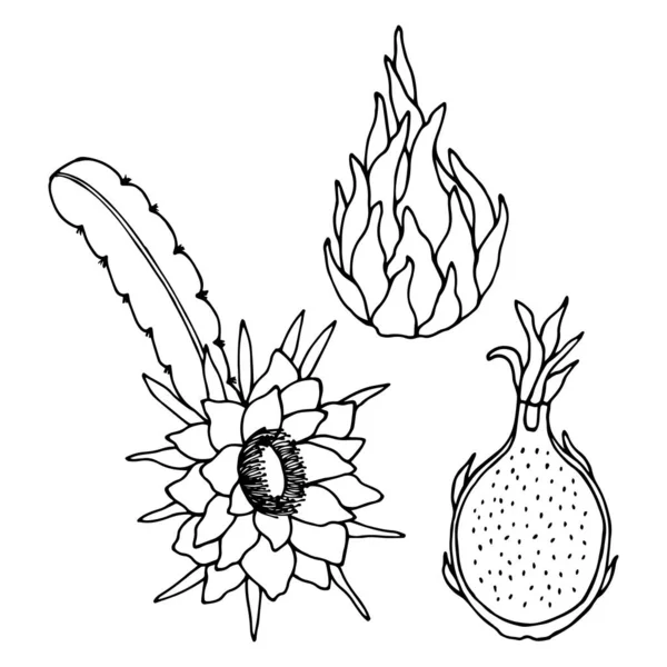 Pitahaya Fiore Frutta Illustrazione Del Titolo Vettoriale Contorno Isolare Sfondo — Vettoriale Stock