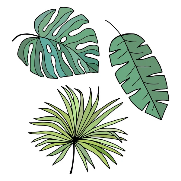 Set Aus Tropischen Blättern Monstera Palme Banane Vektor Stock Illustration — Stockvektor