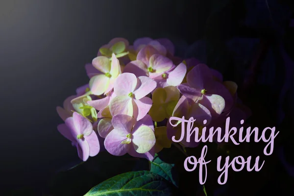 Thinking of you - card. Hydrangea flower on a dark background.