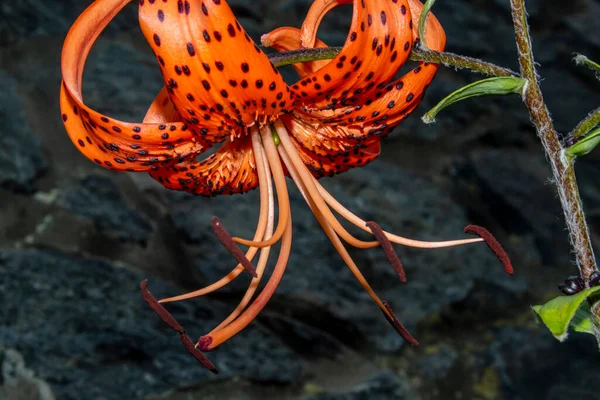 Tiikeri Lily Oranssi Kukka Mustia Pisteitä — kuvapankkivalokuva