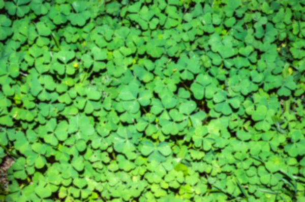 Full Frame Green Background Clover Leaves — Stock Photo, Image