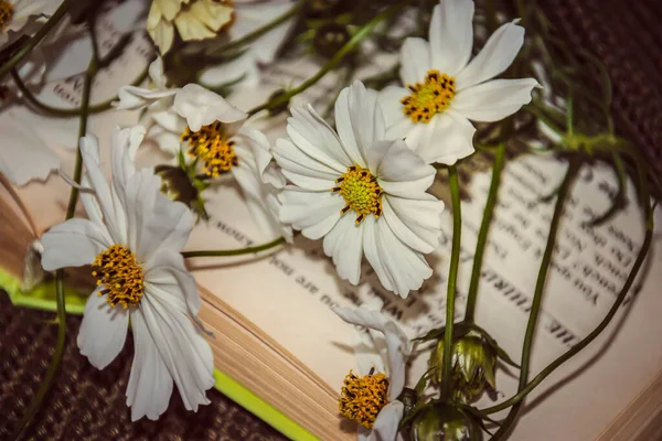 close-up shot of chamomile flowers with book on background