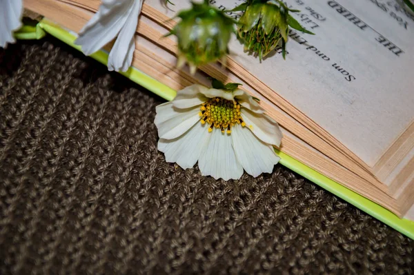 close-up shot of white flower in book on wool background