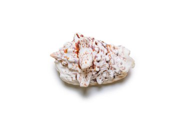 Güzel deniz kabuğu beyaz arkaplanda izole edilmiş