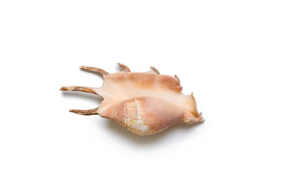 白い背景に孤立した美しい貝殻 — ストック写真