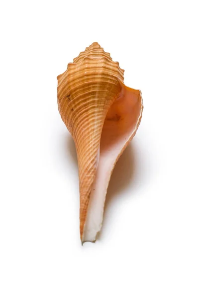 Красивая Морская Раковина Белом Фоне — стоковое фото