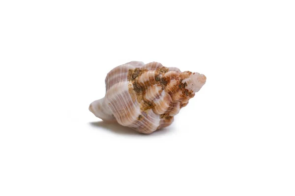 Beautiful Sea Shell Isolated White Background — Stock Photo, Image