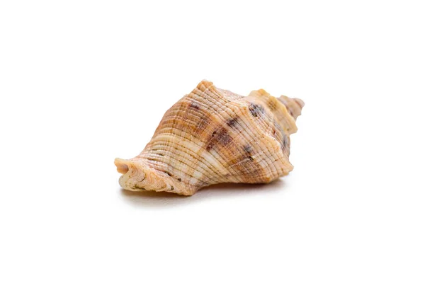 Beautiful Sea Shell Isolated White Background — Stock Photo, Image