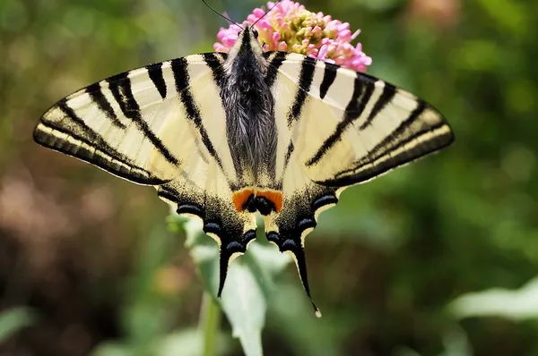 Iphiclides podalirius — Stock Photo, Image