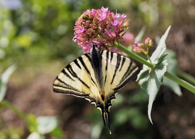 Iphiclides podalirius