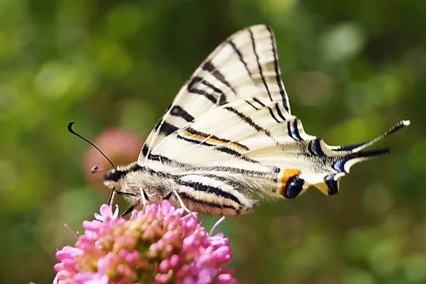 Iphiclides podalirius — Stock Photo, Image