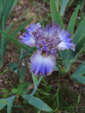 Iris